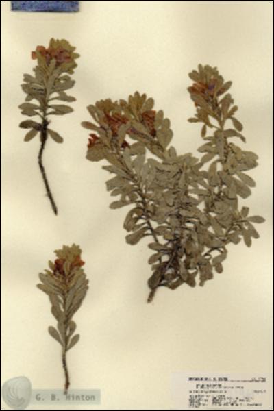 URN_catalog_HBHinton_herbarium_21961.jpg.jpg