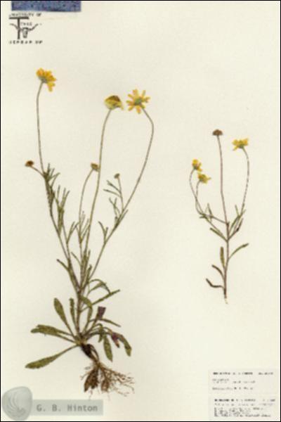 URN_catalog_HBHinton_herbarium_25544.jpg.jpg