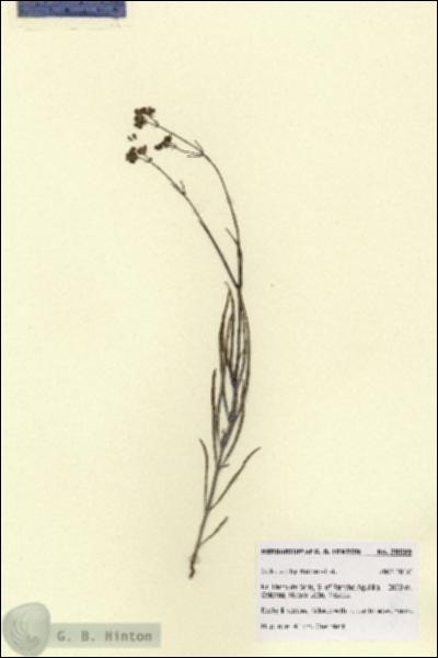 URN_catalog_HBHinton_herbarium_28699.jpg.jpg