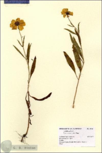 URN_catalog_HBHinton_herbarium_8310.jpg.jpg