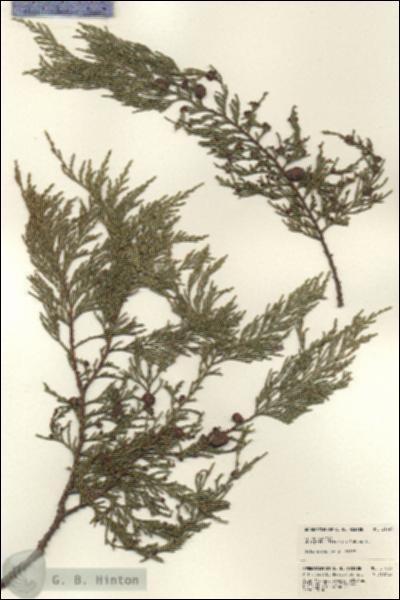 URN_catalog_HBHinton_herbarium_21623.jpg.jpg
