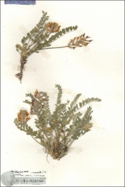 URN_catalog_HBHinton_herbarium_19736.jpg.jpg