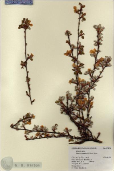 URN_catalog_HBHinton_herbarium_17573.jpg.jpg