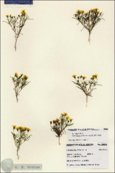 URN_catalog_HBHinton_herbarium_28491.jpg.jpg