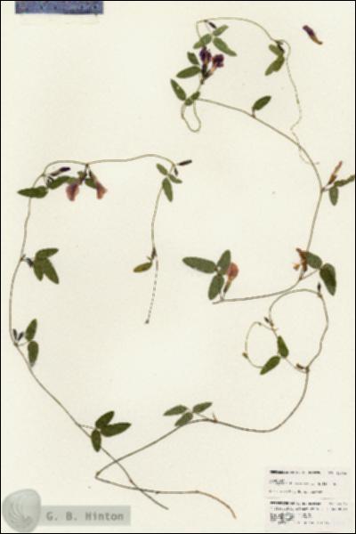 URN_catalog_HBHinton_herbarium_24663.jpg.jpg