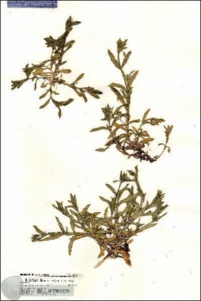 URN_catalog_HBHinton_herbarium_18827.jpg.jpg