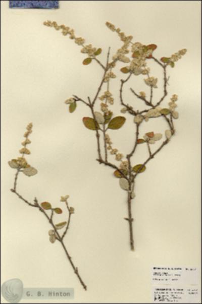 URN_catalog_HBHinton_herbarium_22757.jpg.jpg