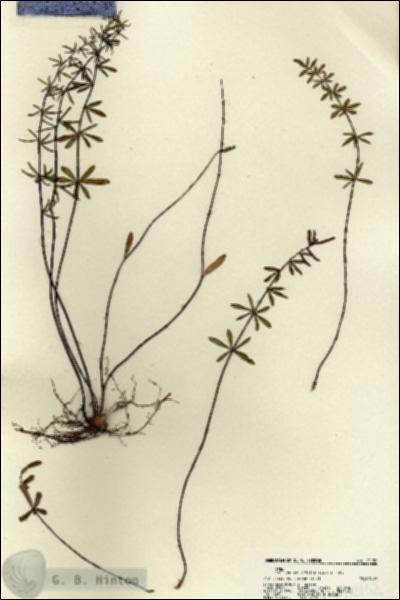 URN_catalog_HBHinton_herbarium_22152.jpg.jpg