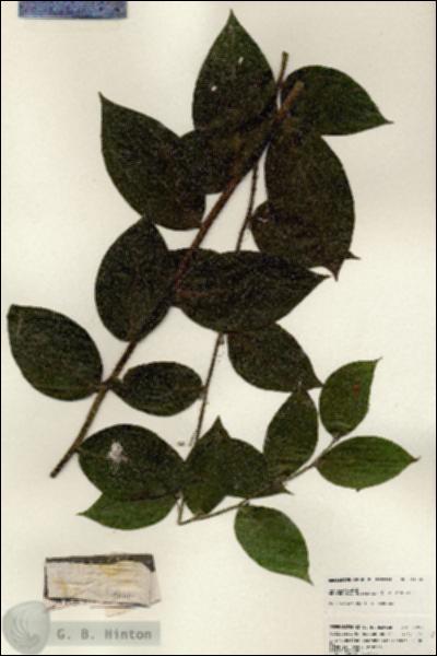 URN_catalog_HBHinton_herbarium_24906.jpg.jpg