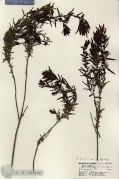 URN_catalog_HBHinton_herbarium_21179.jpg.jpg
