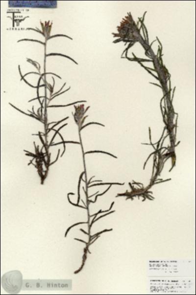 URN_catalog_HBHinton_herbarium_25862.jpg.jpg