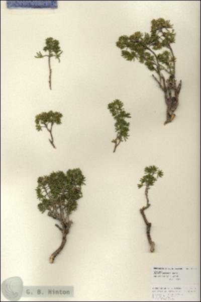 URN_catalog_HBHinton_herbarium_27013.jpg.jpg