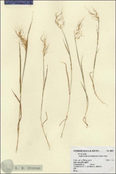 URN_catalog_HBHinton_herbarium_2069.jpg.jpg