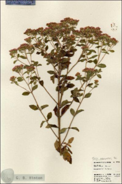 URN_catalog_HBHinton_herbarium_23788.jpg.jpg