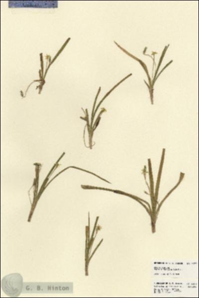 URN_catalog_HBHinton_herbarium_23272.jpg.jpg