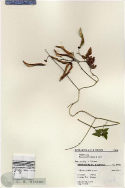 URN_catalog_HBHinton_herbarium_25108.jpg.jpg