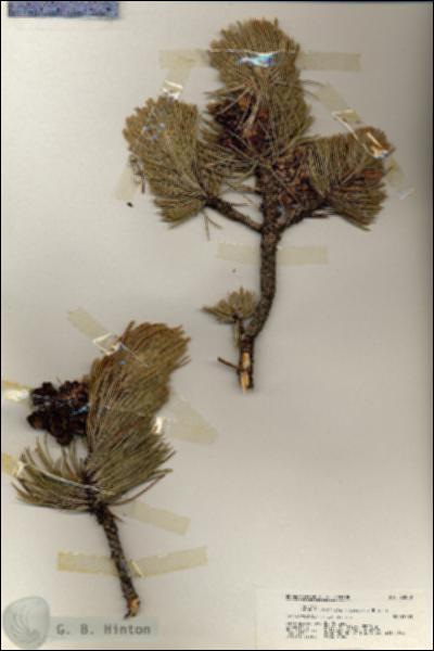 URN_catalog_HBHinton_herbarium_20200.jpg.jpg