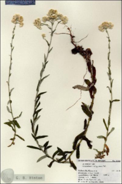 URN_catalog_HBHinton_herbarium_21315.jpg.jpg