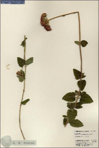 URN_catalog_HBHinton_herbarium_23710.jpg.jpg