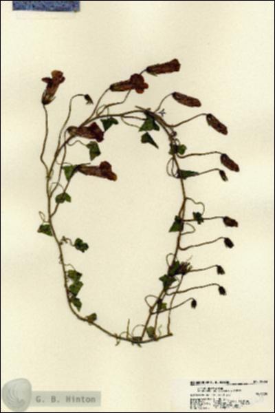 URN_catalog_HBHinton_herbarium_22260.jpg.jpg