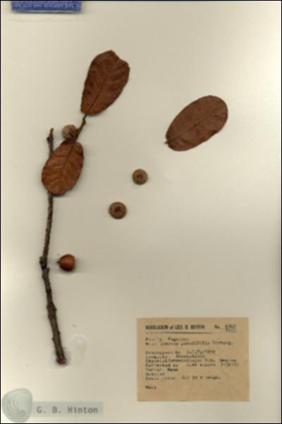 URN_catalog_HBHinton_herbarium_6062.jpg.jpg