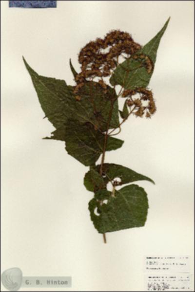 URN_catalog_HBHinton_herbarium_25107.jpg.jpg