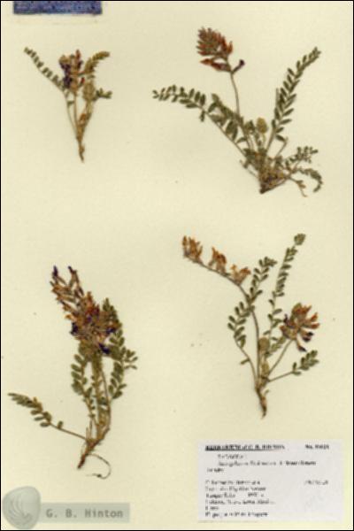URN_catalog_HBHinton_herbarium_19128.jpg.jpg