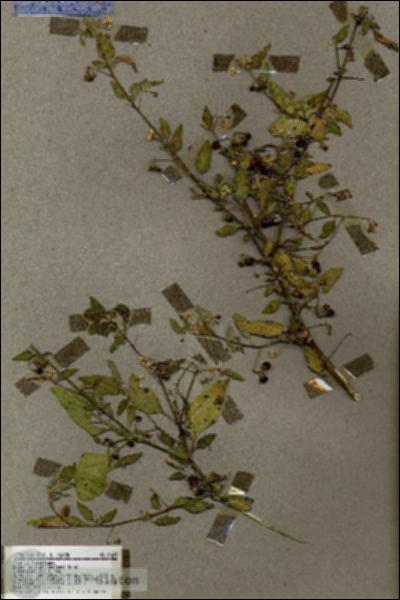 URN_catalog_HBHinton_herbarium_17607.jpg.jpg