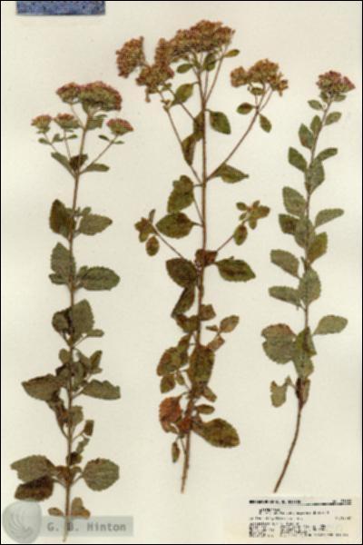 URN_catalog_HBHinton_herbarium_21650.jpg.jpg