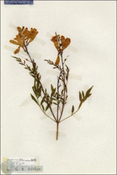 URN_catalog_HBHinton_herbarium_19433.jpg.jpg