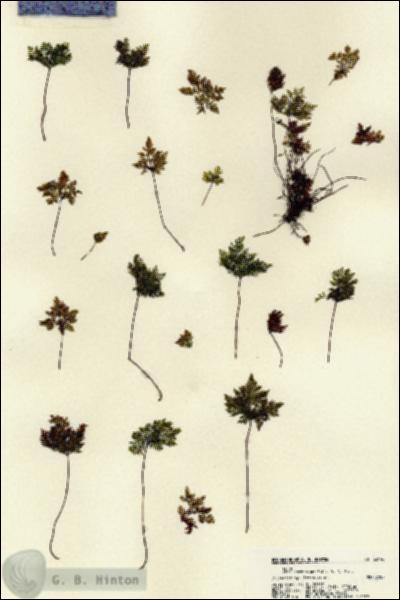 URN_catalog_HBHinton_herbarium_22196.jpg.jpg
