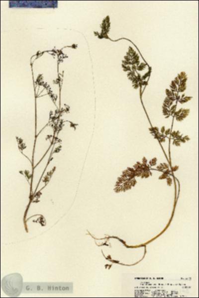 URN_catalog_HBHinton_herbarium_22148.jpg.jpg
