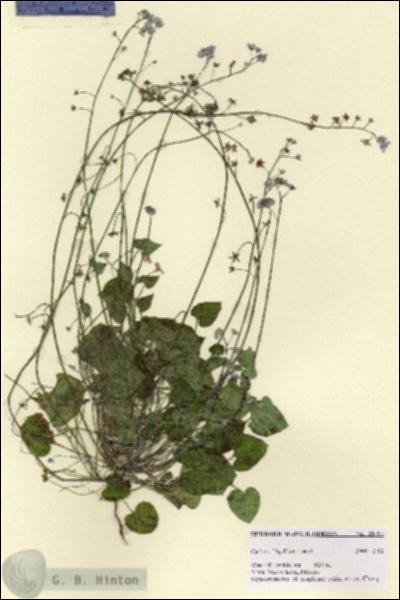 URN_catalog_HBHinton_herbarium_28797.jpg.jpg