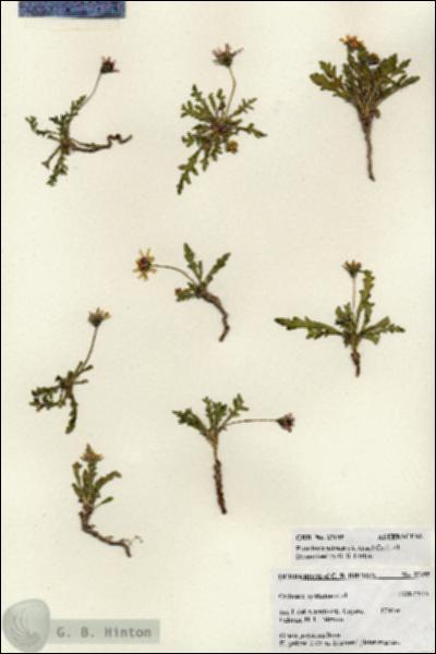 URN_catalog_HBHinton_herbarium_27195.jpg.jpg