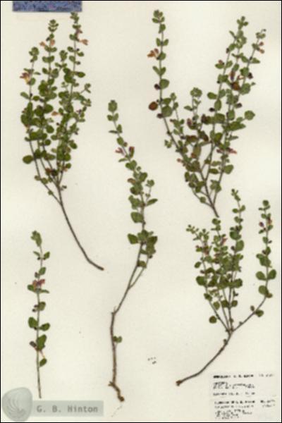 URN_catalog_HBHinton_herbarium_24356.jpg.jpg