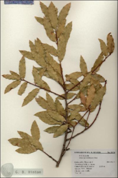 URN_catalog_HBHinton_herbarium_18374.jpg.jpg