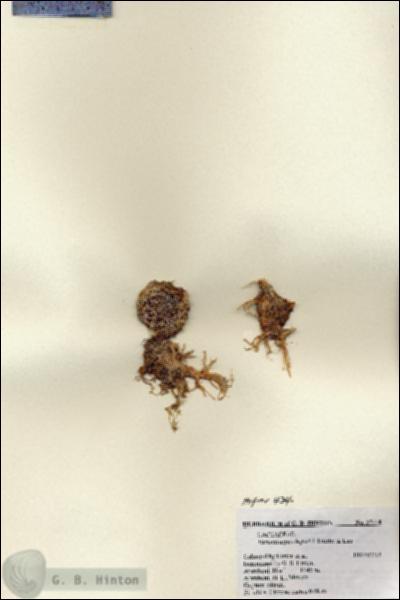 URN_catalog_HBHinton_herbarium_27110.jpg.jpg