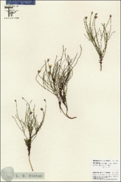 URN_catalog_HBHinton_herbarium_25857.jpg.jpg
