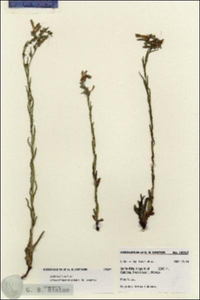 URN_catalog_HBHinton_herbarium_18247.jpg.jpg