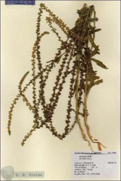 URN_catalog_HBHinton_herbarium_17881.jpg.jpg