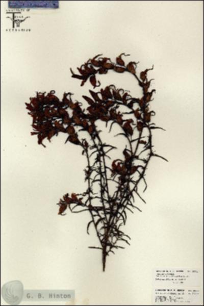 URN_catalog_HBHinton_herbarium_26221.jpg.jpg