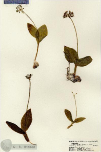 URN_catalog_HBHinton_herbarium_21493.jpg.jpg