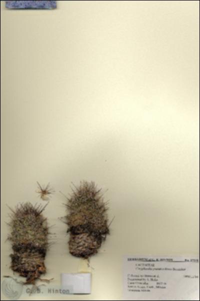URN_catalog_HBHinton_herbarium_27318.jpg.jpg
