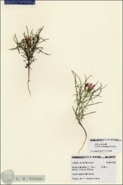 URN_catalog_HBHinton_herbarium_28429.jpg.jpg