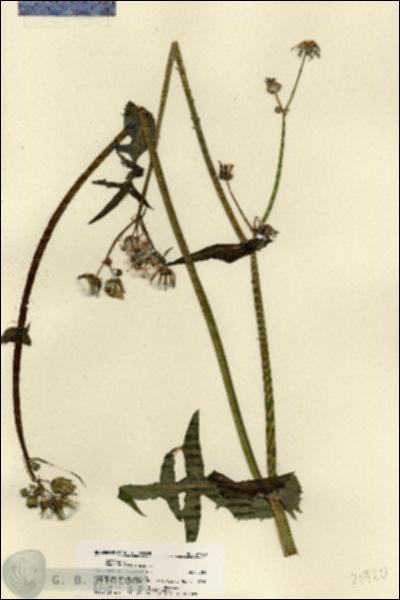 URN_catalog_HBHinton_herbarium_21920.jpg.jpg