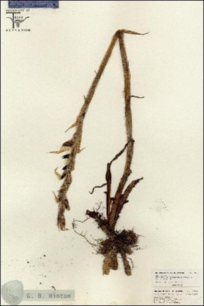 URN_catalog_HBHinton_herbarium_26561.jpg.jpg