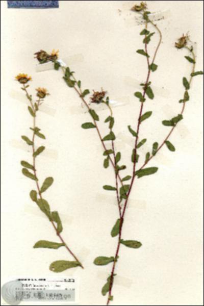 URN_catalog_HBHinton_herbarium_20024.jpg.jpg