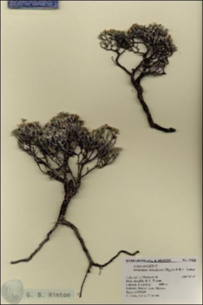 URN_catalog_HBHinton_herbarium_19125.jpg.jpg