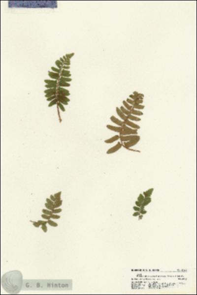 URN_catalog_HBHinton_herbarium_21427.jpg.jpg