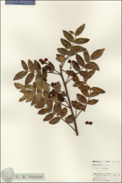 URN_catalog_HBHinton_herbarium_25096.jpg.jpg